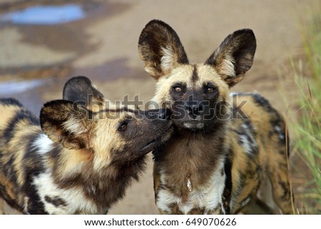 African wild dogs, Pilanesberg National Park, South Africa  Royalty-Free Stock Photo #649070626