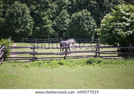 Thoroughbred stallion in summer corral after rolling on the ground
 Royalty-Free Stock Photo #649077019