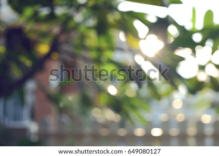 summer day sun light through tree in the garden, image blur background