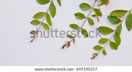 Fresh henna leaves on white background , Lawsonia inermis