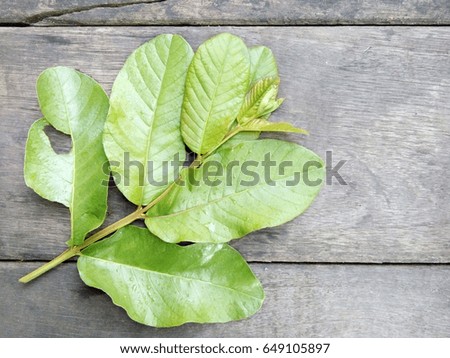 Guava leaves isolated on wood background, close up, top view. Natural/ traditional medicinal herbs