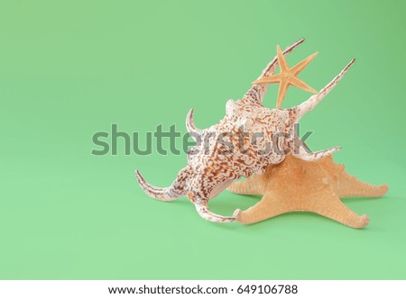 Colorful seashells and starfish isolated on green.