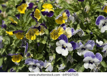 Viola tricolor flowers. Summer colorful concept. Floral nature background.White, yellow, purple, green, blue nature color.
