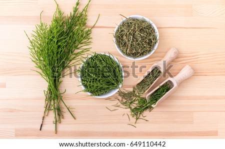 Fresh and dried field horsetail  Royalty-Free Stock Photo #649110442