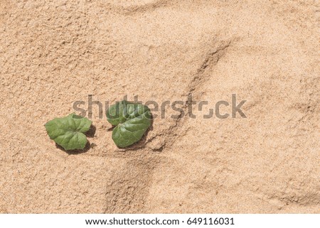 A beautiful minimalist closeup of a sea sand and seaside coltsfoot. Shallow depth of field.