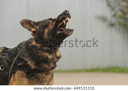 Evil, aggressive dog Royalty-Free Stock Photo #649131133