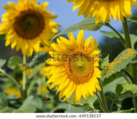 close up sunflowers 