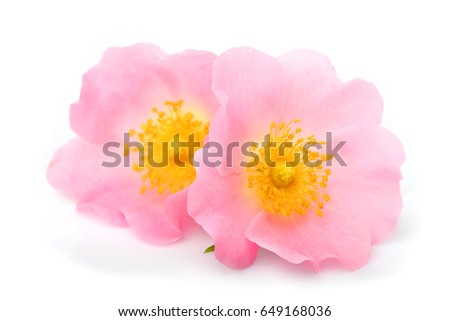 The flowers of wild rose isolated on white background. Royalty-Free Stock Photo #649168036