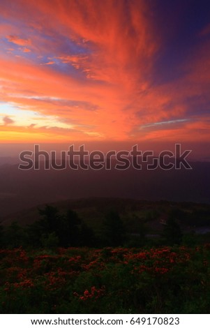 Murone mountain azalea