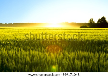 Yellow wheat field and sunny day. Nature background.