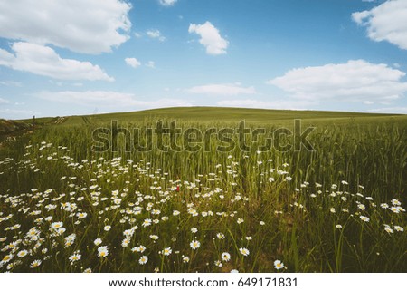 Daisy flower on wheat field