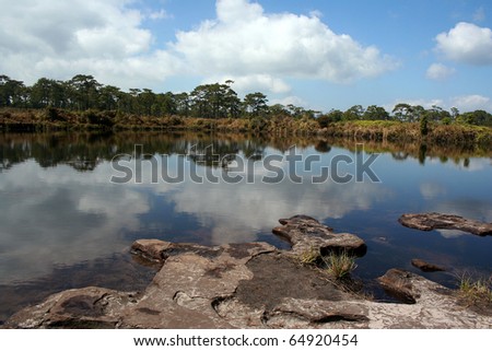 Natural pond in front of pine forest.