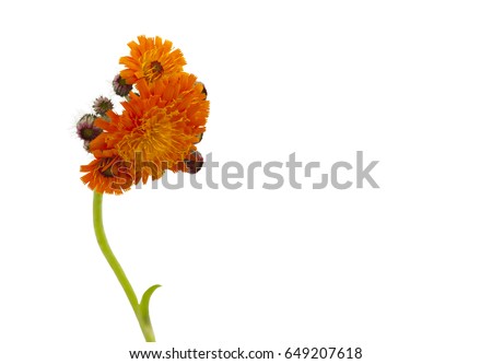 Orange hawkweed, Pilosella aurantiaca.
Orange hawkweed isolated on a white background
