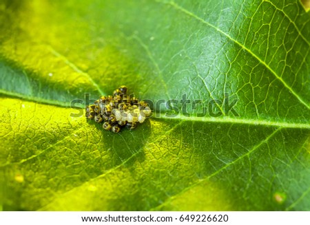 larvae and eggs of the pest bug on a green leaf