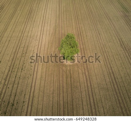Aerial view of isolated tree on earthy field