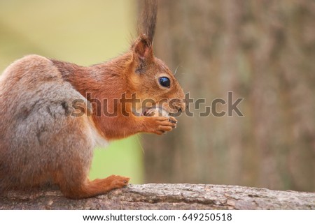 Close up view of a red squirrel eating a nut on a trunk of a tree in park               