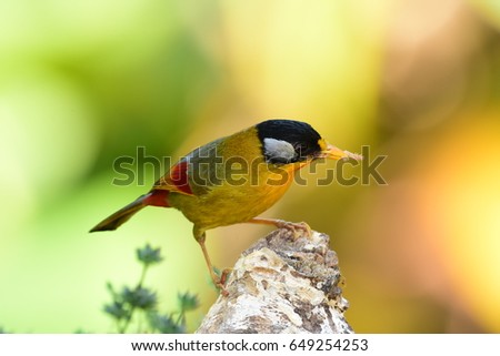 Silver-eared Mesia, Silver-eared Leiothrix.,father had a lot of worm for feed to the baby birds,Thailand
