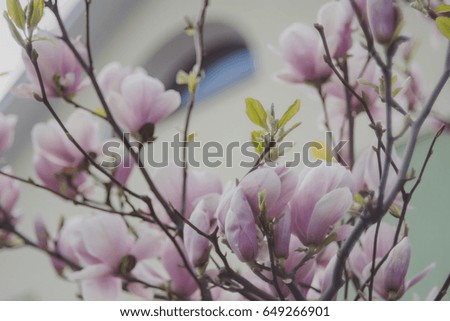 Blooming magnolia in the spring evening