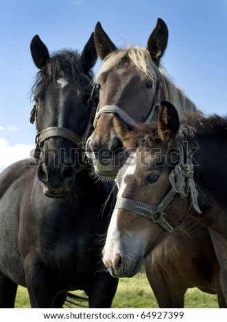Family portrait of horses on meadow and blue sky
