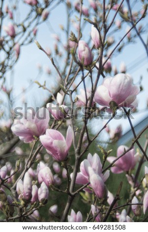 Blooming magnolia in the spring evening