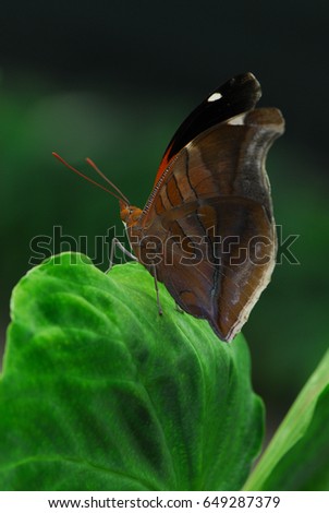 Nice big Butterfly on green leaf