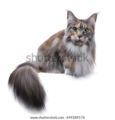 adult female Maine Coon 