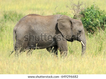 A sub-adult african elephant feeding in the Savannah 