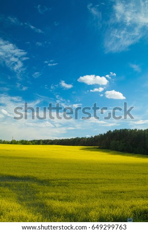 Summer landscape, sunny day the blue sky and a field with yellow rape flowers