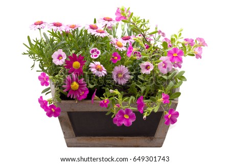 Beautiful summer flowers in a pot isolated on white Royalty-Free Stock Photo #649301743