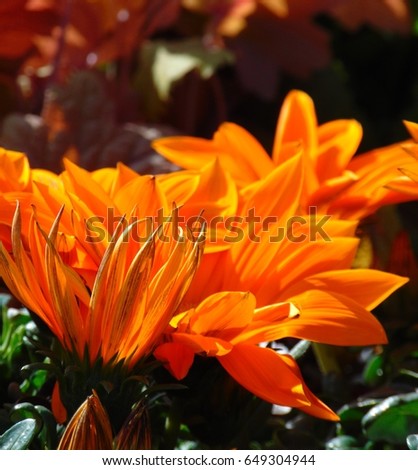 macro photo with vibrant orange decorative flowers daisies interior landscape as the source for design, print, advertising, posters, decorating