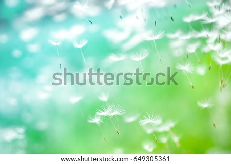 Dandelion seeds fly in the wind close up macro with soft focus on green and turquoise background. Summer spring airy light dreamy background  Royalty-Free Stock Photo #649305361