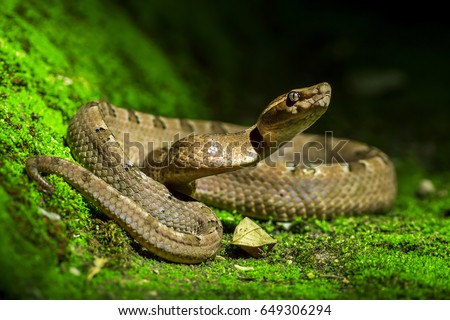 Poisonous snake, Malayan pit viper (Calloselasma rhodostoma) Royalty-Free Stock Photo #649306294