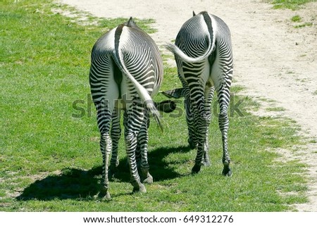 Two grazing zebras, a back view