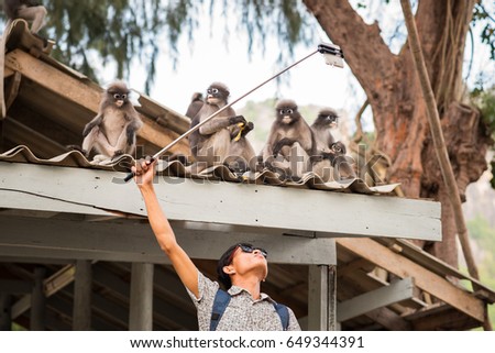 Selfie with monkeys. Young Asian man uses a selfie stick to take a photo with cute funny dusky leaf monkeys that sit on the roof. Travel selfie with wildlife in Thailand