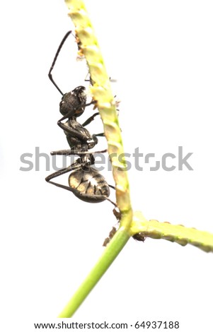 insect ant on grass isolated
