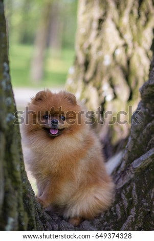 Pomeranian dog on a tree in a park. Beautiful dog walking outdoor 