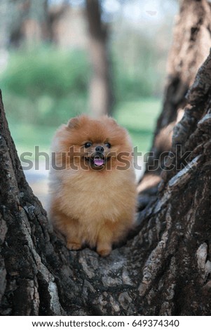 Pomeranian dog on a tree in a park. Beautiful dog walking outdoor. Dreaming