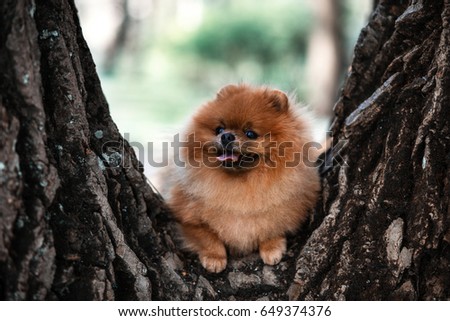 Pomeranian dog on a tree in a park. Beautiful dog walking outdoor 