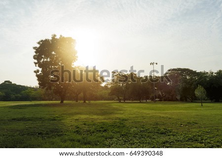 Beautiful landscape Green trees during the morning sunrise in the park.