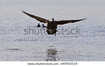 Beautiful isolated photo of a landing Canada goose