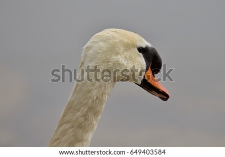 Beautiful isolated photo of a swan in the nest