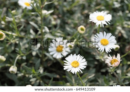 White flowers on a white background. Styled photo. Many white daisies in top view of meadow.
