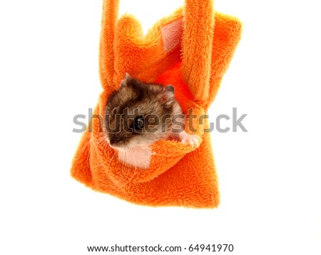 Hamster in a handbag on a white background