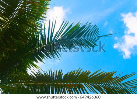 Coconut green leaves in the sky