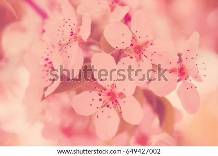 Beautiful flowers blossom on the tree in spring. Floral background.