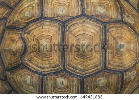 Portrait of a giant tortoise close up.