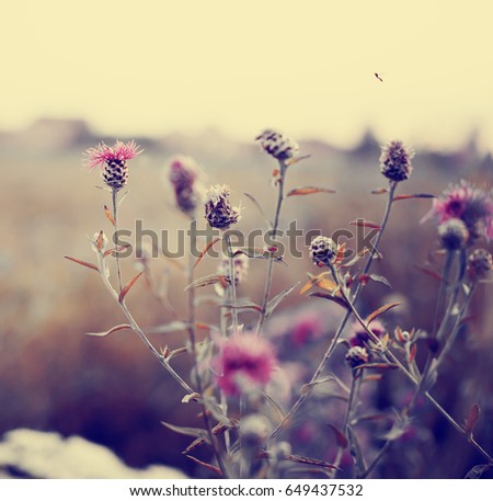 Field with flower and grass in vintage color 