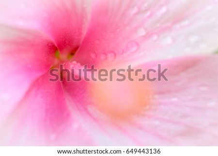 Macro photo of Pink hibiscus flower blooming with water drop on blurred green nature background . Selective and soft focus image.