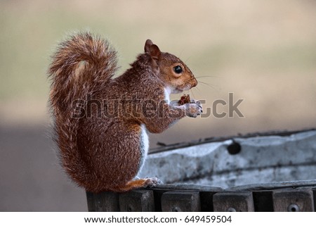 Squirrel on a trash bin in Hyde park