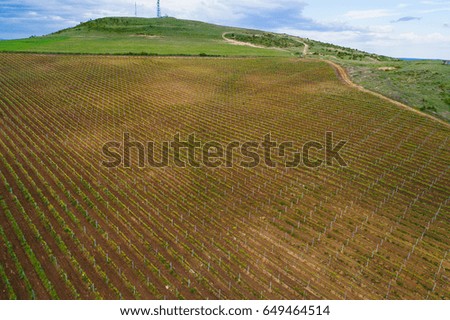 Picture with drone above of red wine grape vineyard 